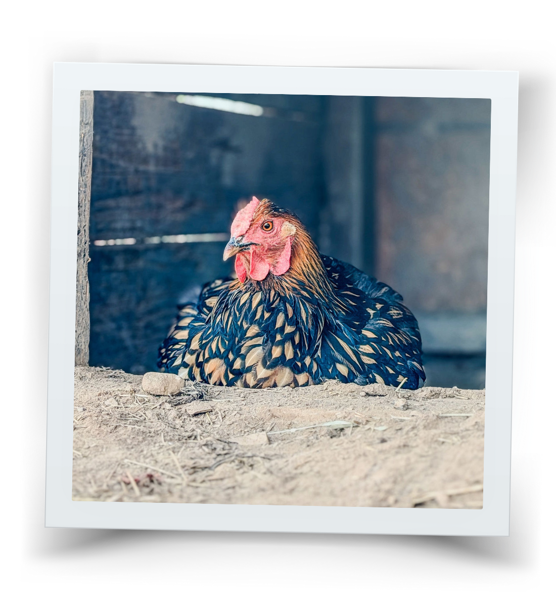 Chicken resting quietly in a shaded coop at HorseSpeak, representing calm presence and the grounding role of animals in everyday moments.