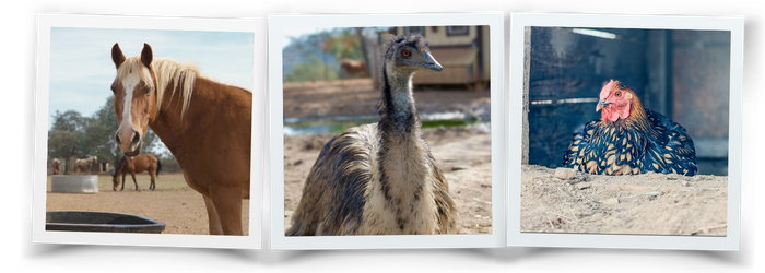 Gus is a big golden horse looking at the camera, Julian the Emu is sitting down gracefully, looking at us with his golden eyes, and Cinnamon a beautiful chicken is roosting and looking very fluffy and comfortable.