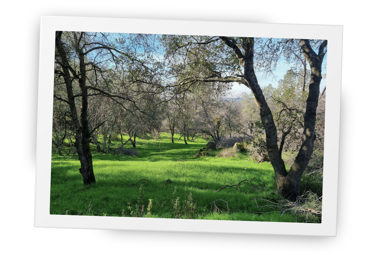 The back meadow at HorseSpeak ranch, a quiet open landscape where animals graze and visitors experience calm and connection.