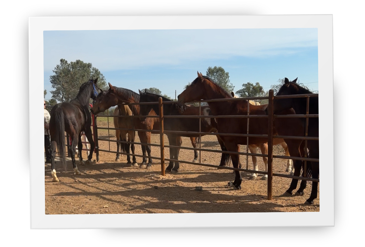 HorseSpeak therapy horses standing together along a fence, resting calmly as a herd.