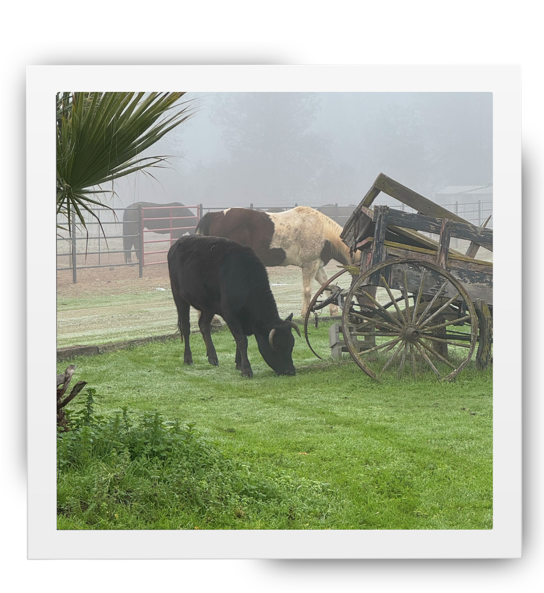 Mocha the cow grazing quietly in the morning mist alongside a horse at the HorseSpeak ranch.