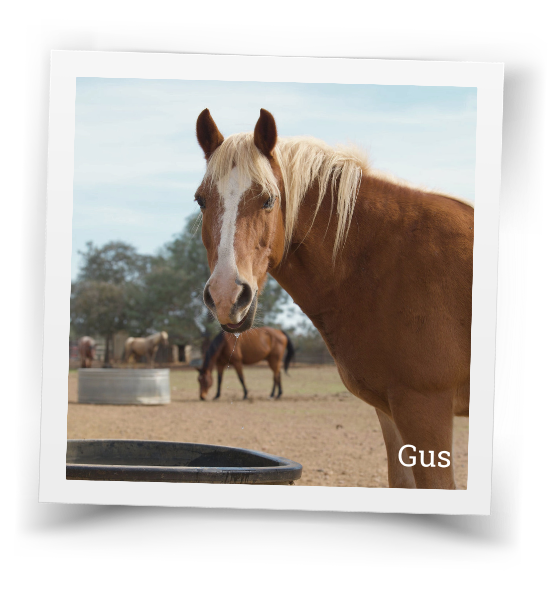Gus, a chestnut horse at HorseSpeak, standing calmly in the paddock with other horses in the background
