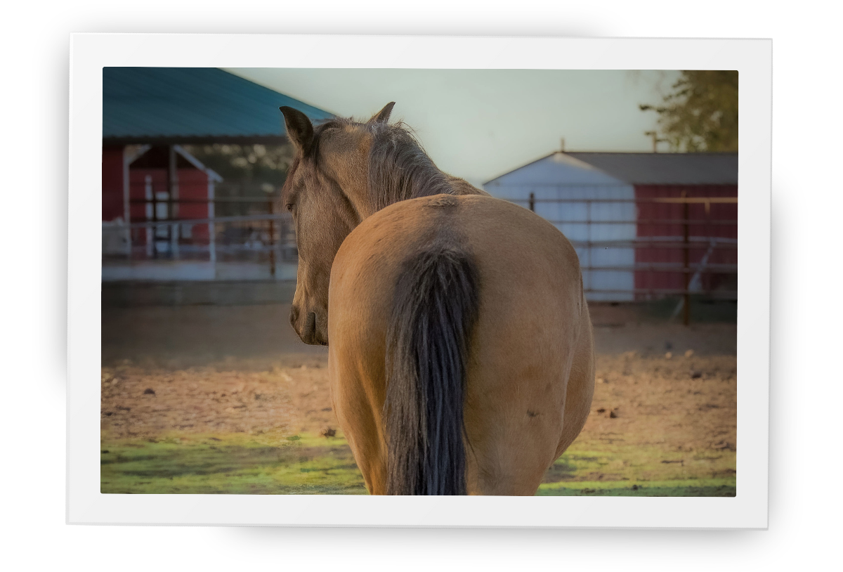 A horse standing quietly in a paddock at the ranch, seen from behind, reflecting calm presence and gentle awareness in the environment.