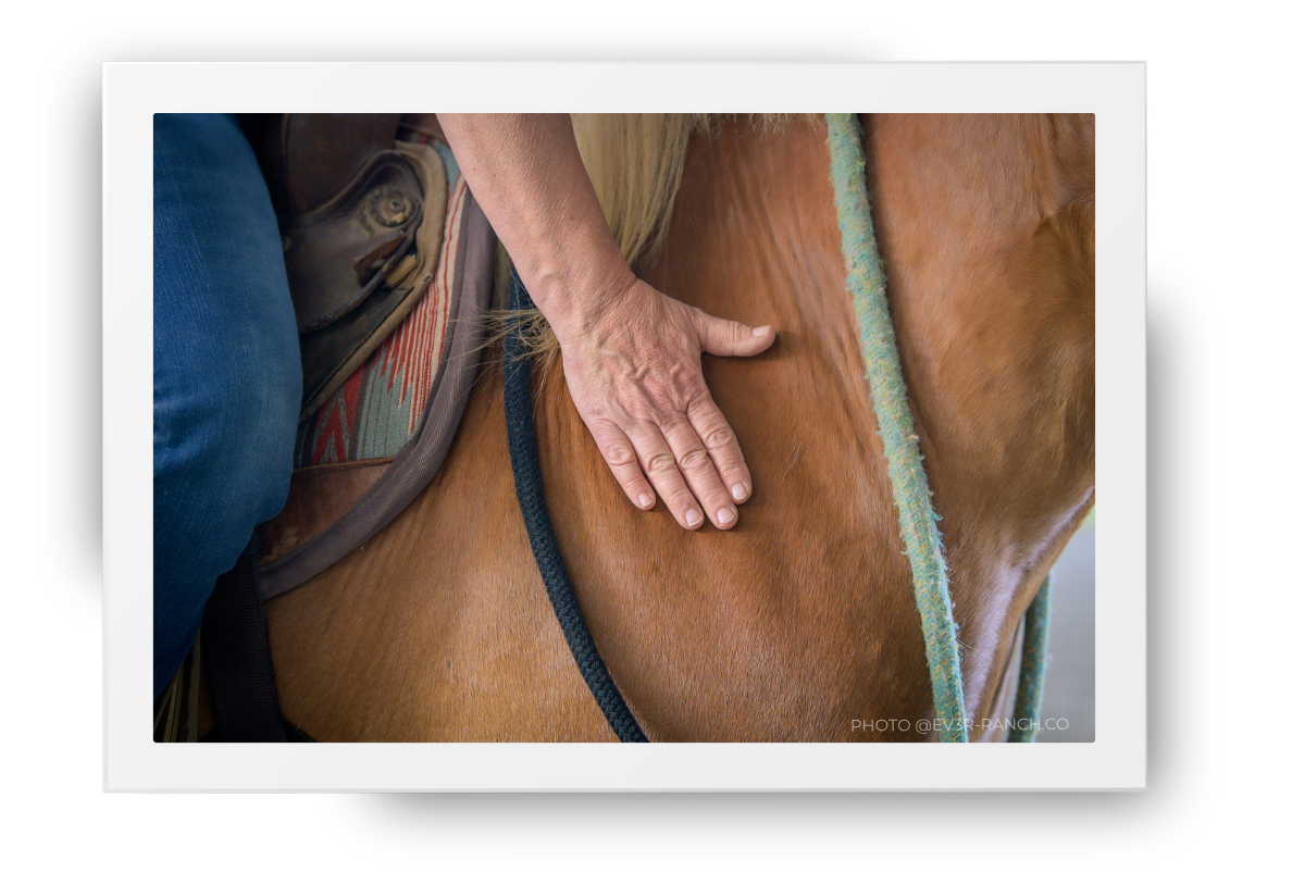 A close up of a Palamino Horse and rider, with the person's hand placed flat on the horses neck.