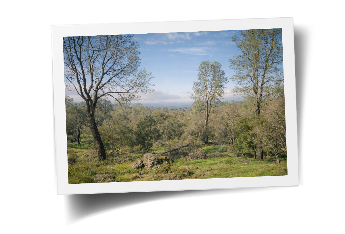 Open meadow and woodland landscape at HorseSpeak at Cowgirl Up Ranch, showing natural space, quiet, and openness.