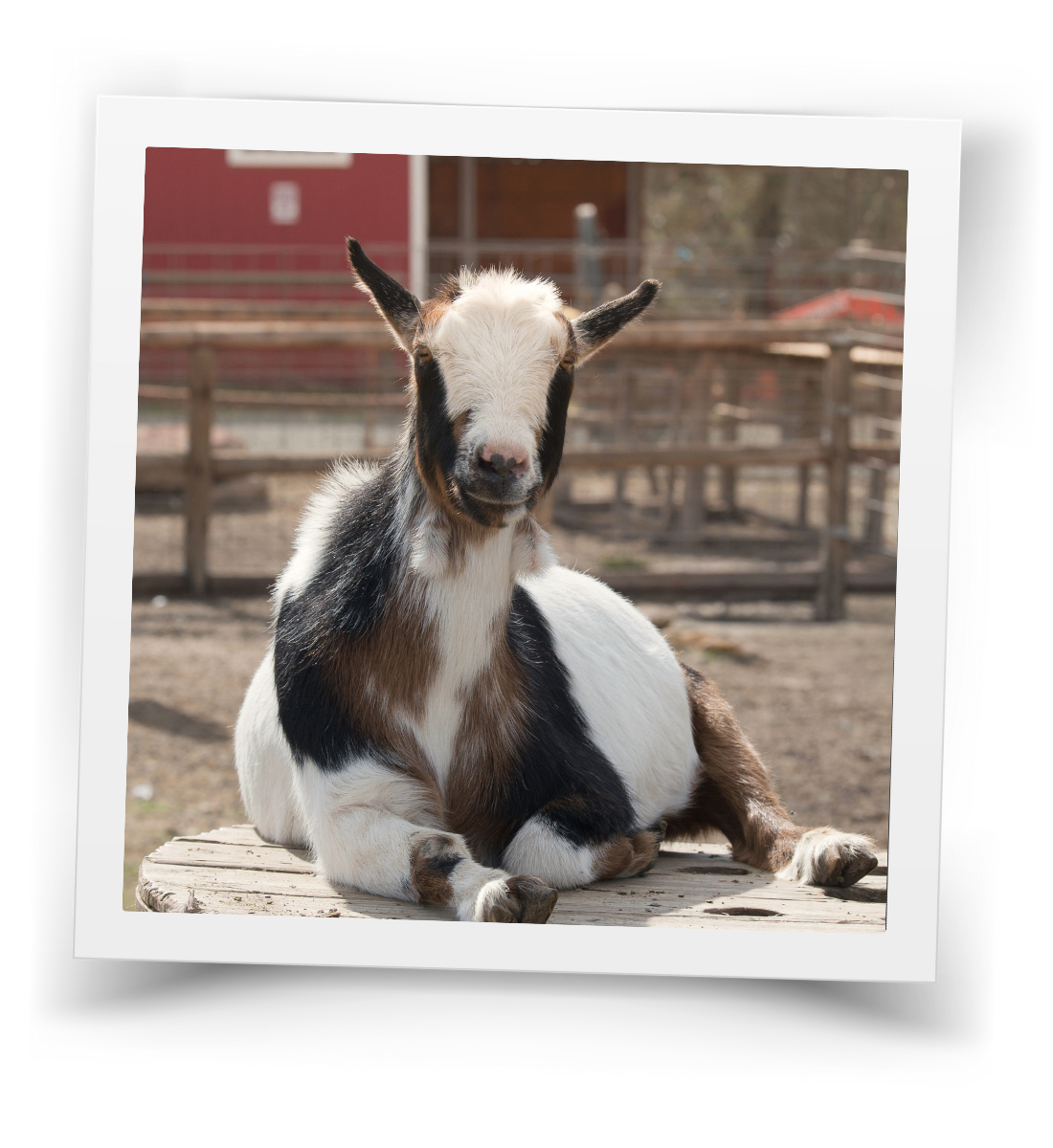Lil’ Bit the goat resting calmly at HorseSpeak at Cowgirl Up Ranch, showing that animals always have choice and agency.
