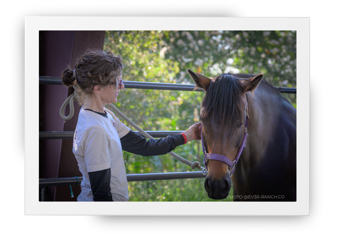 A women and a bay horse are standing together.  The woman has her hand gently on the bridle, and the horse is calmly waiting for her to stroke her head.