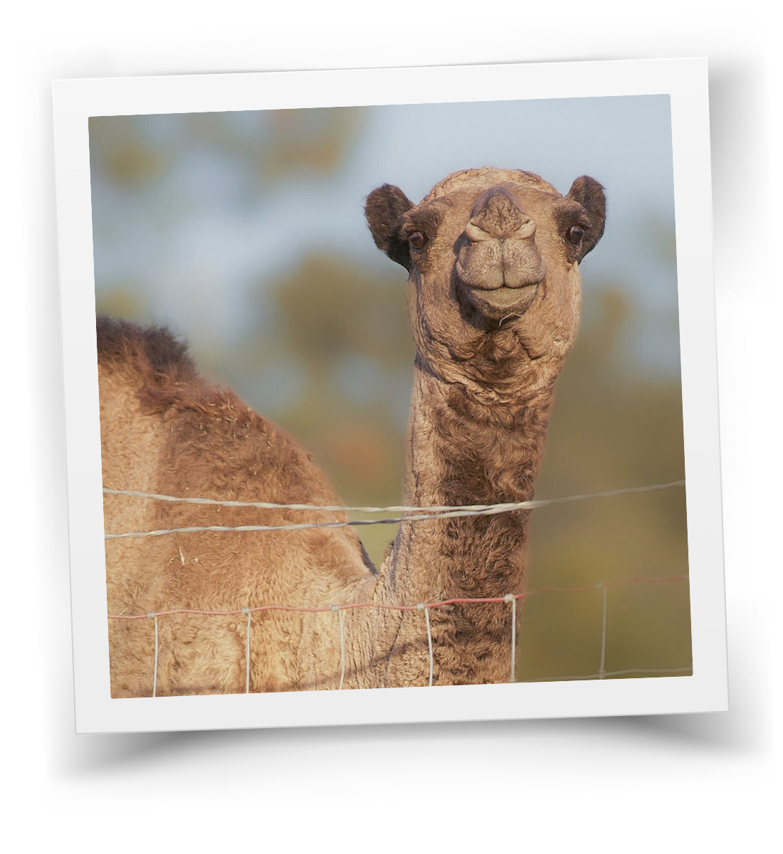 Rocco, a beloved therapy camel at HorseSpeak, known for his calm and engaging presence.