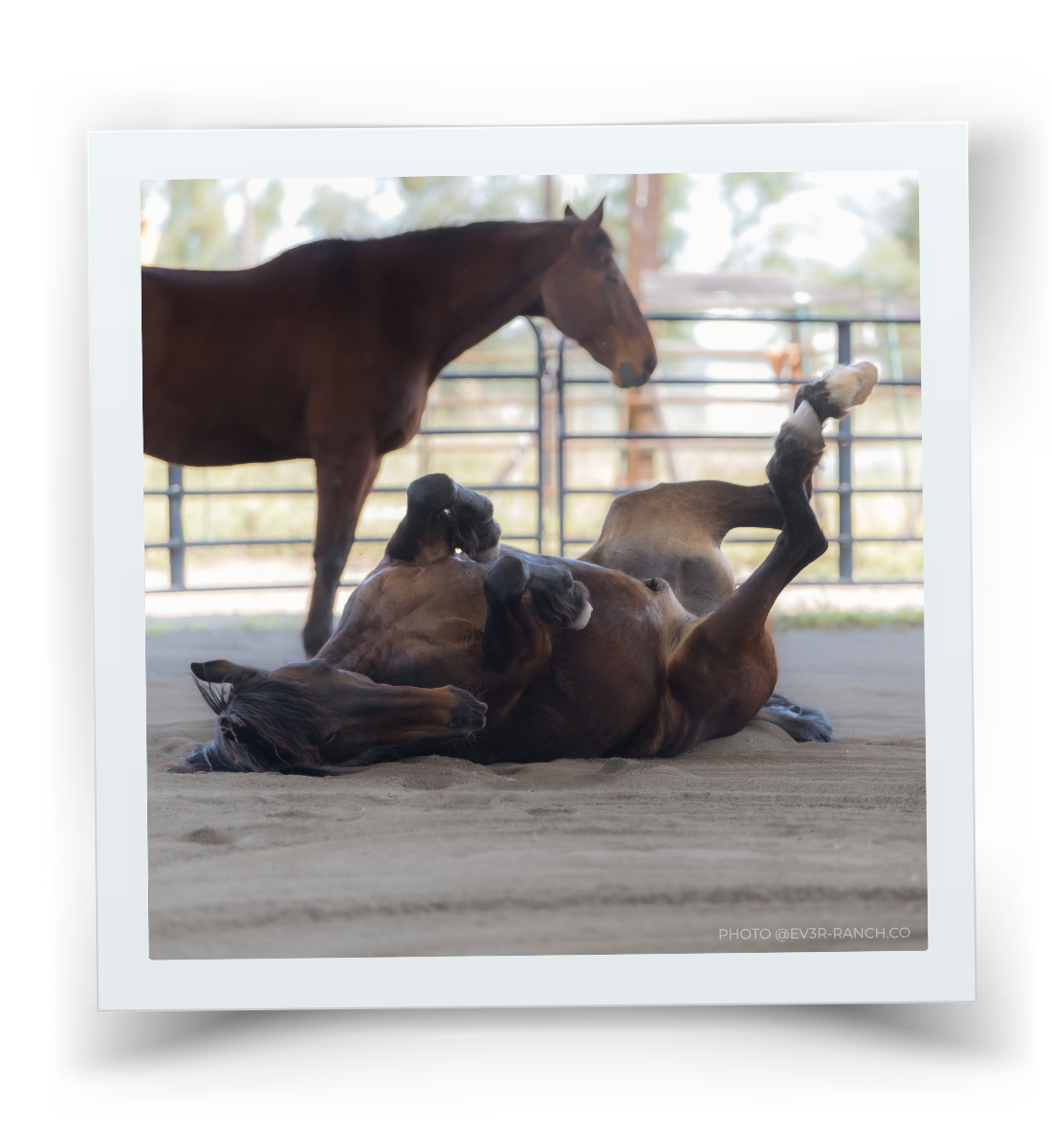 A dark Bay Horse is upside down rolling in a sandy arena, with another bay horse standing calmly behind it.