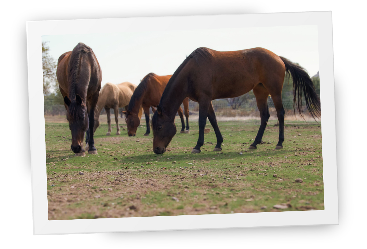 Horses grazing peacefully together at HorseSpeak, showing calm presence and natural herd connection in an open paddock.