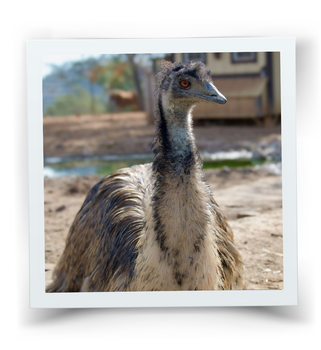 An emu at HorseSpeak, standing calmly on the ranch.