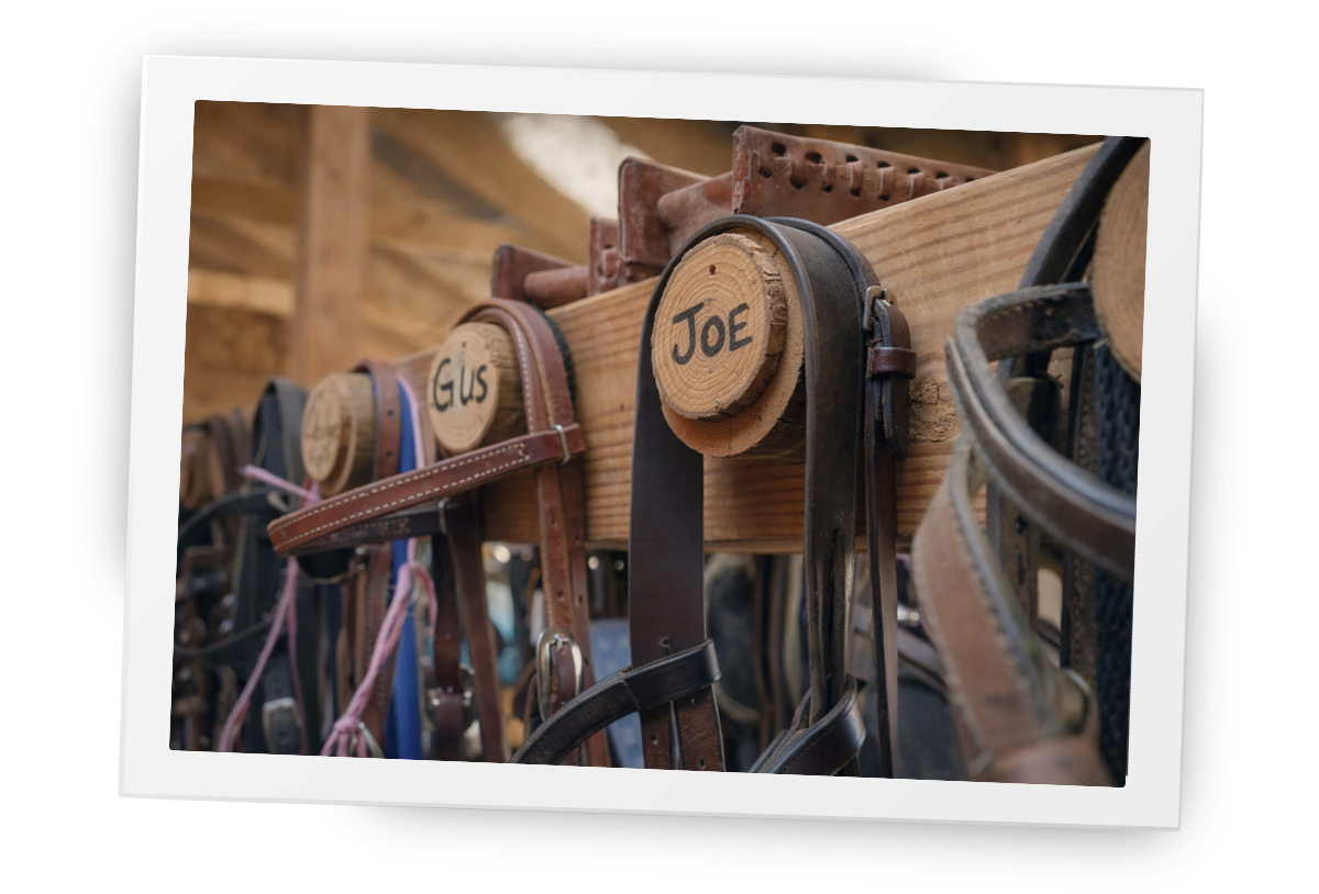 HorseSpeak tack room with bridles organised and named for each horse, showing thoughtful care and individual attention.