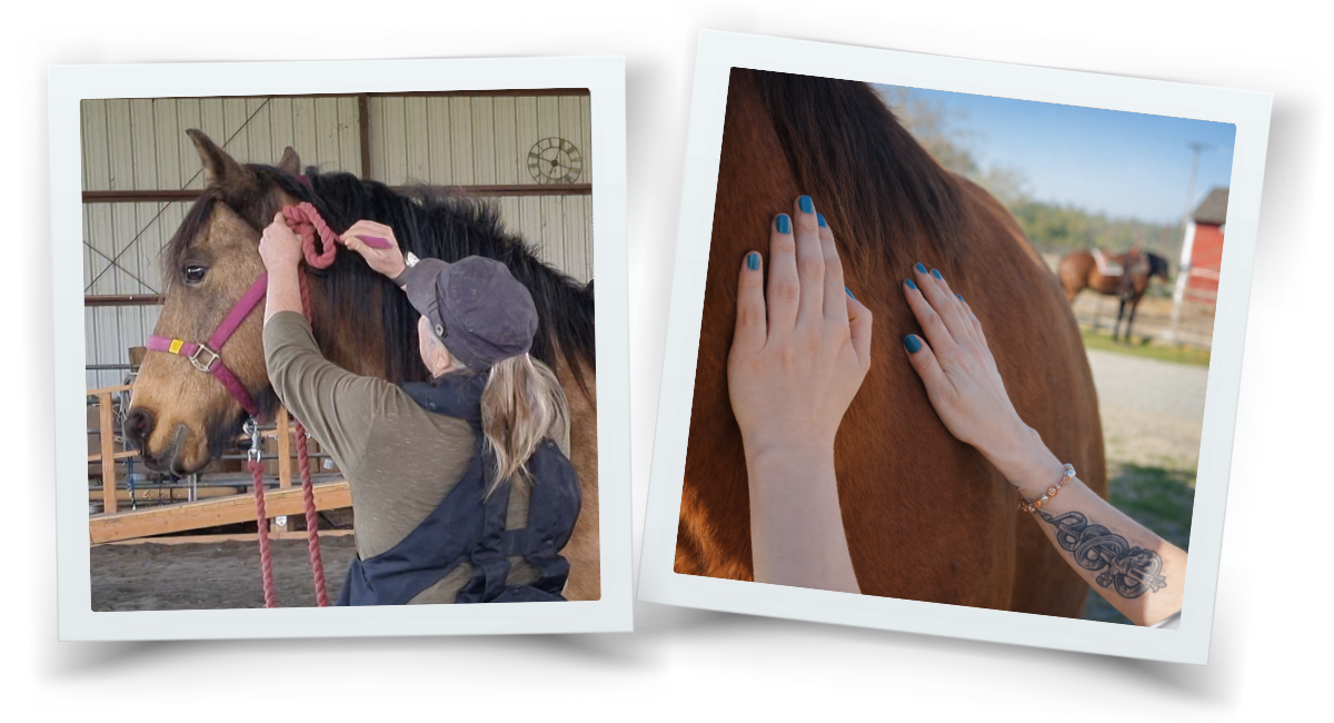 A participant gently grooming and resting hands on a horse during the Find Your Calm workshop.