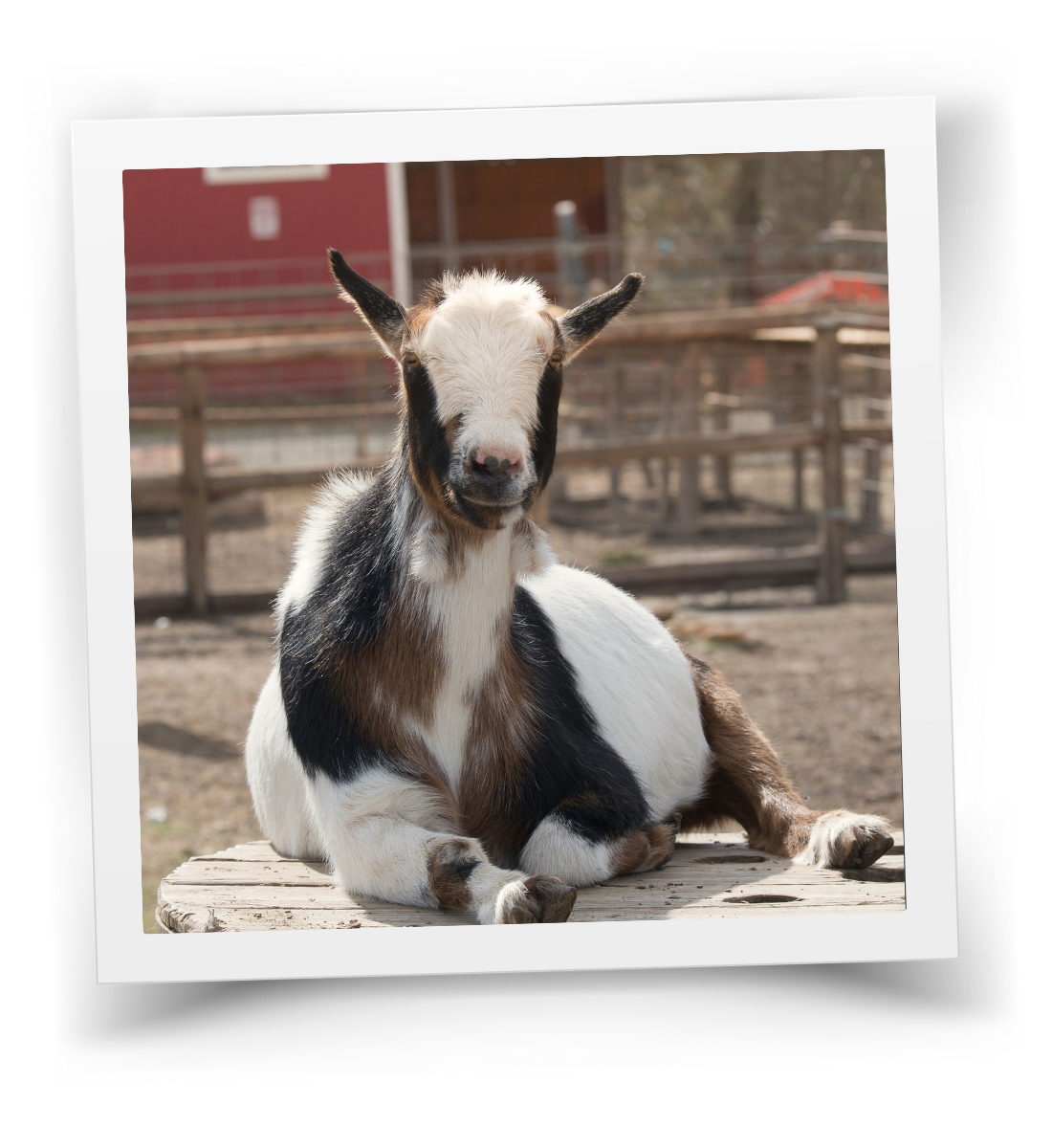 Lil Bit, the HorseSpeak therapy goat, resting calmly on a wooden platform at the ranch.