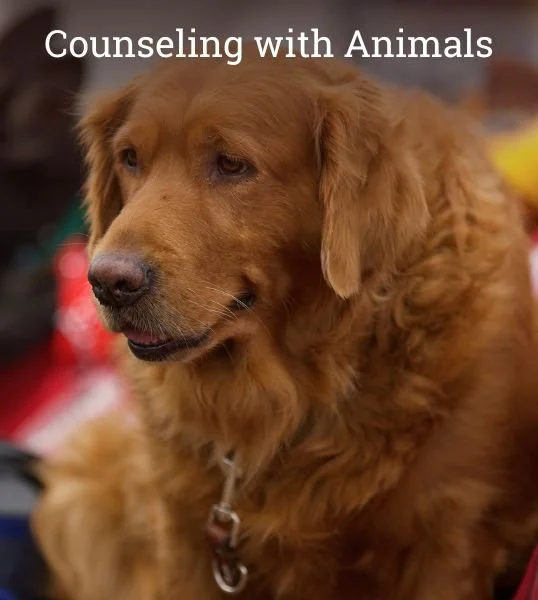 A calm therapy dog at HorseSpeak, offering quiet support during an animal-assisted counseling session.