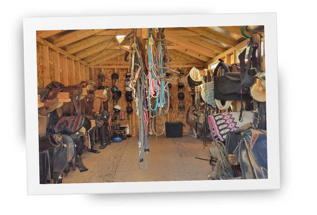 Interior of a wooden tack room with saddles, halters, and riding equipment hanging from walls and center posts.