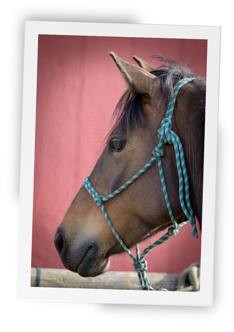 A close up of a horse's head, wearing a green rope halter.  The horse looks calm and is looking to the left.  Ears are pricked forward.