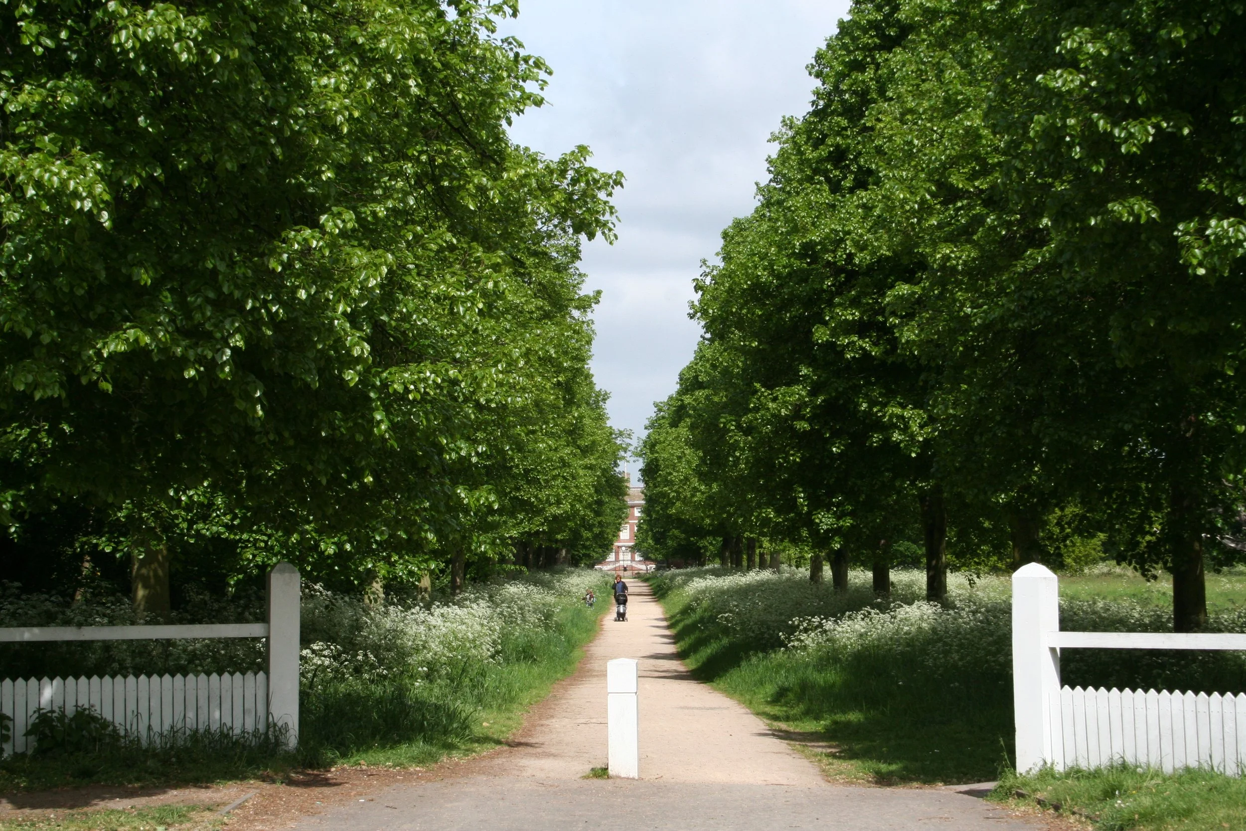 Wooded avenue leading to Ham House with white wooden bollard and fence