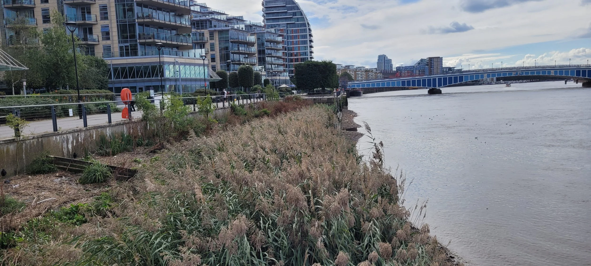 Reed and vegetation foreshore with riverside path and tall buildings in the background