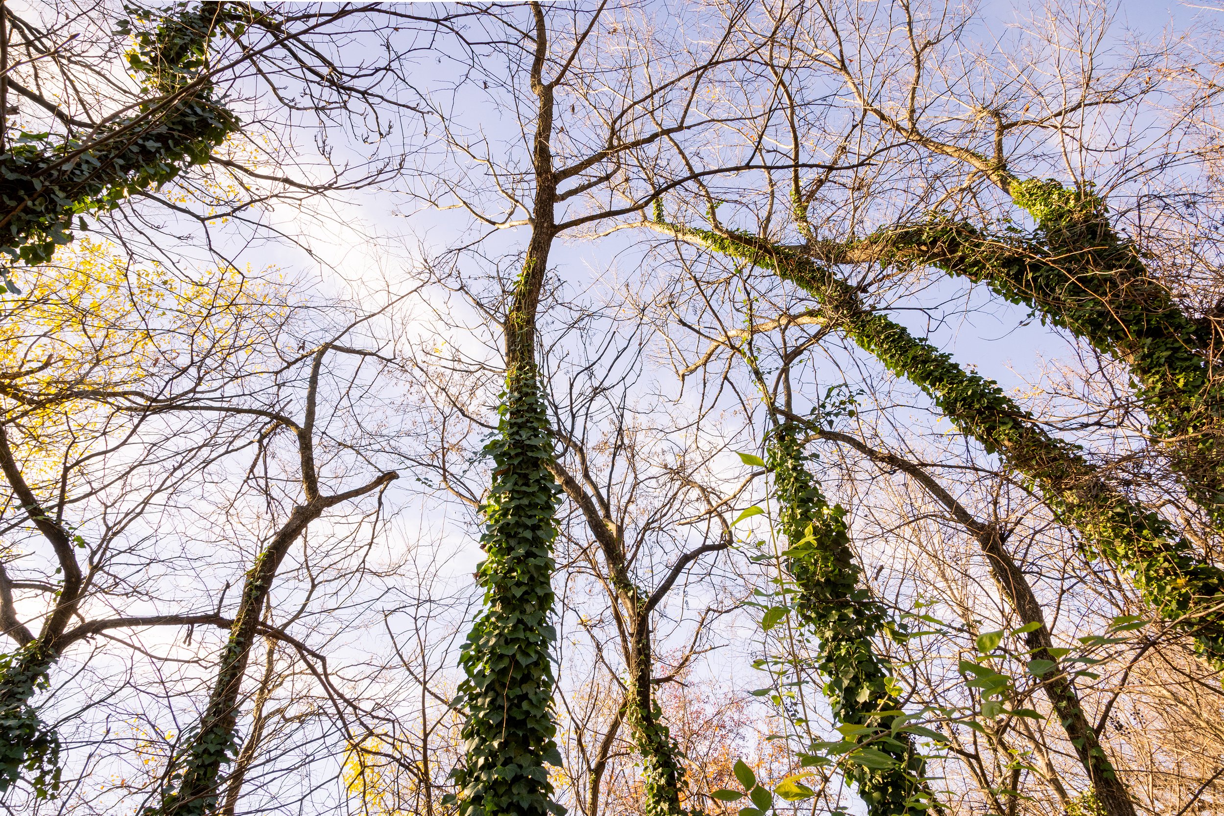 20251124_Ward8Woods-Stewards_AJP_0128 (1).jpg