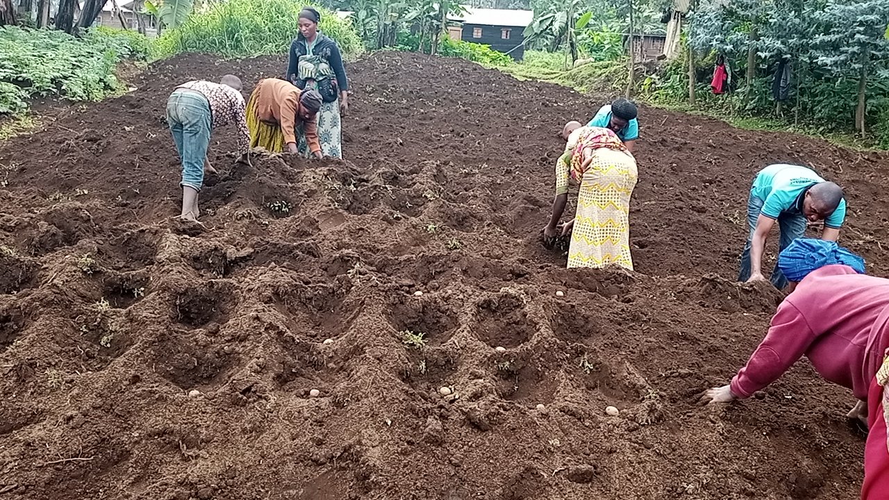 People working in a farm planting eggs into cultivated soil in a rural setting with trees and houses in the background.