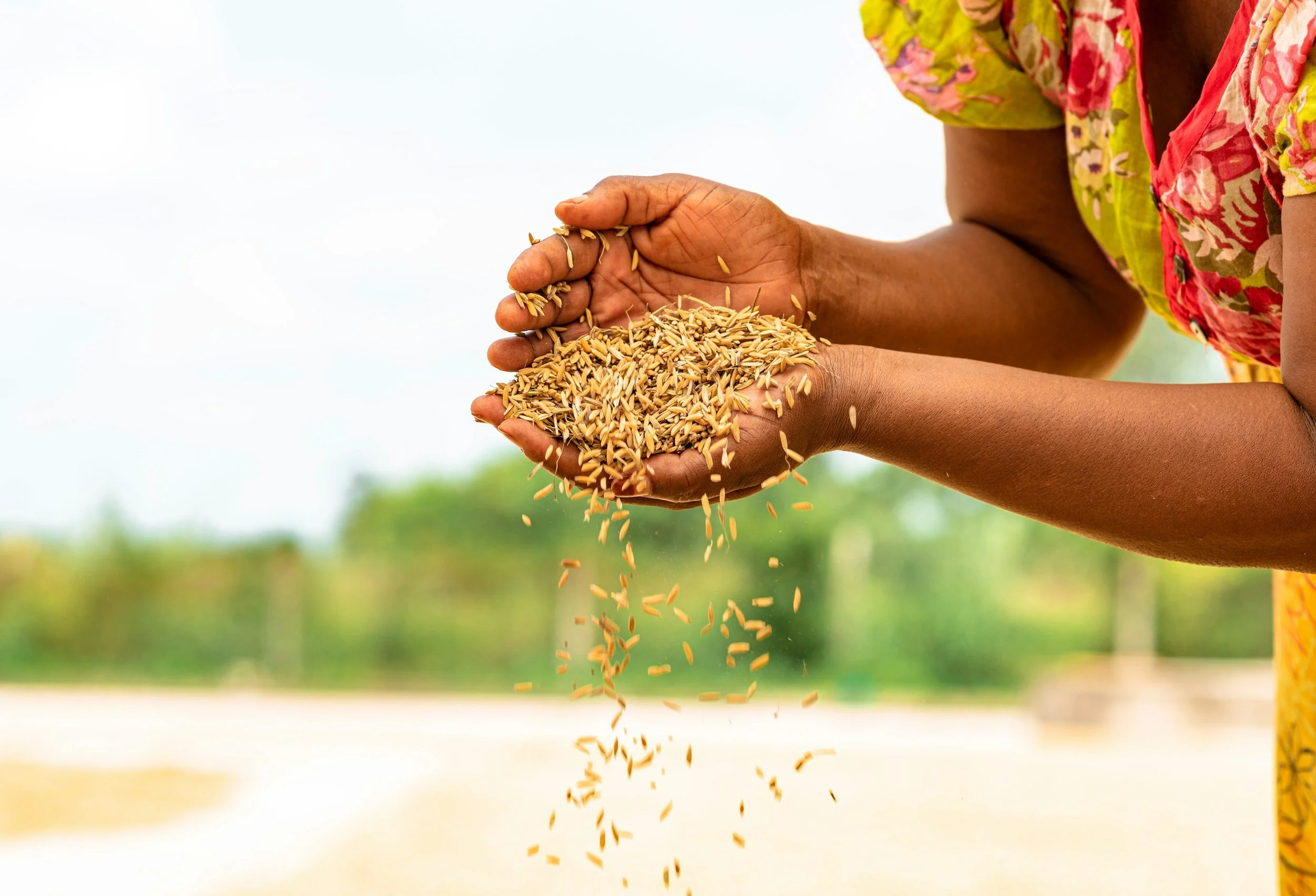 Close-up of a person's hands holding rice grains outdoors with a blurred natural background.