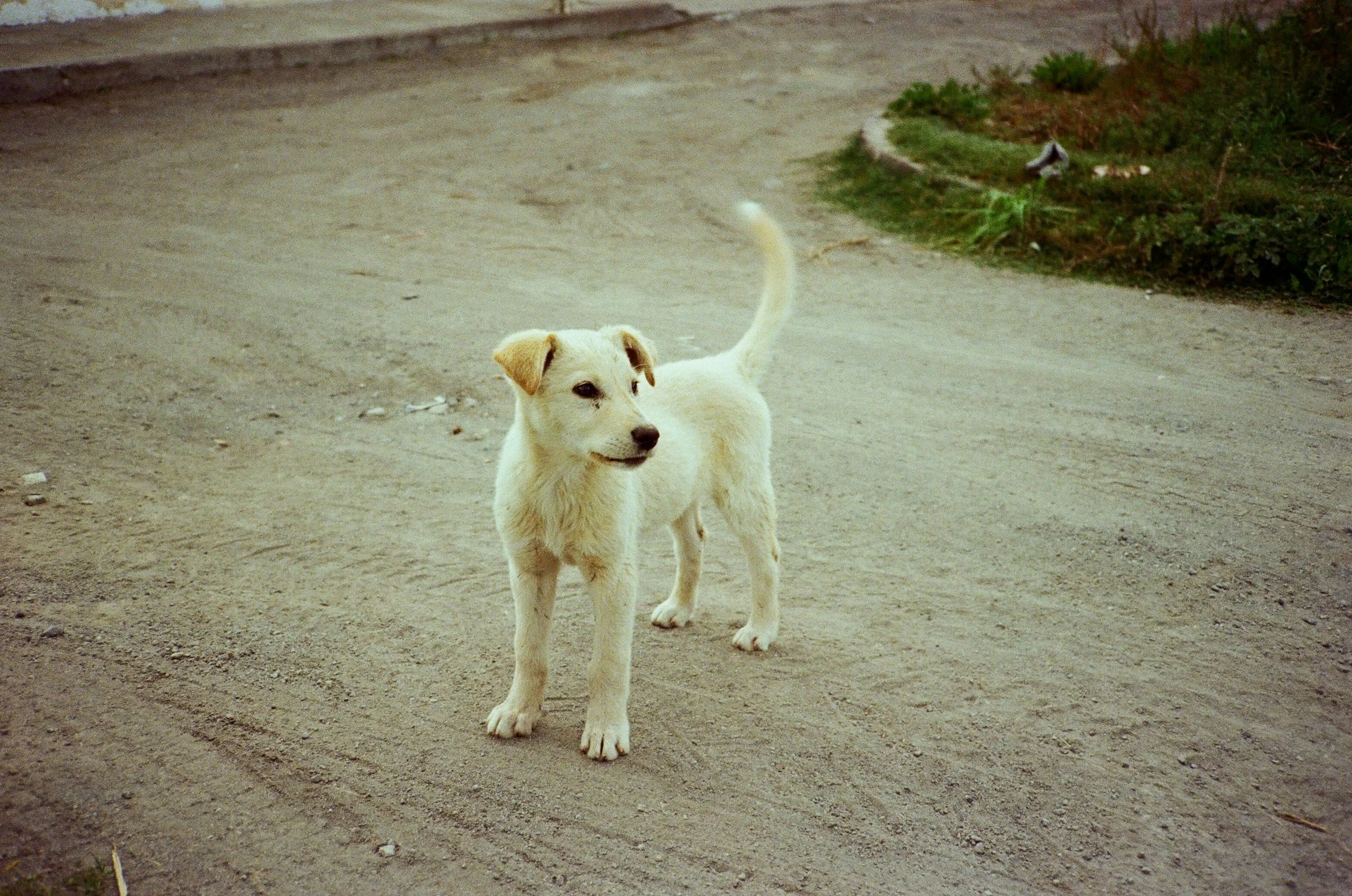 A small white dog with light brown ears stands on a dirt path next to some greenery. The dog is looking to the left with its tail raised.