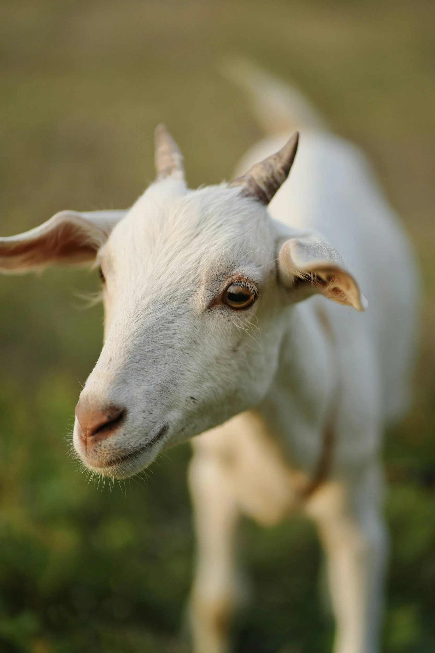 Close-up of a white goat with small horns, standing outdoors on grass, looking at the camera.