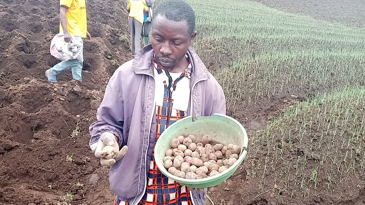 A man in a purple jacket holding a bowl of freshly dug potatoes in a farm field with rows of green plants.