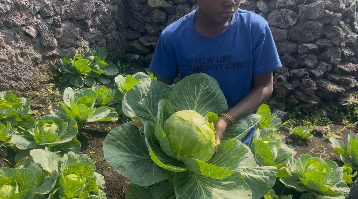A young person in a blue shirt harvesting a cabbage in a garden surrounded by other leafy greens and a stone wall.