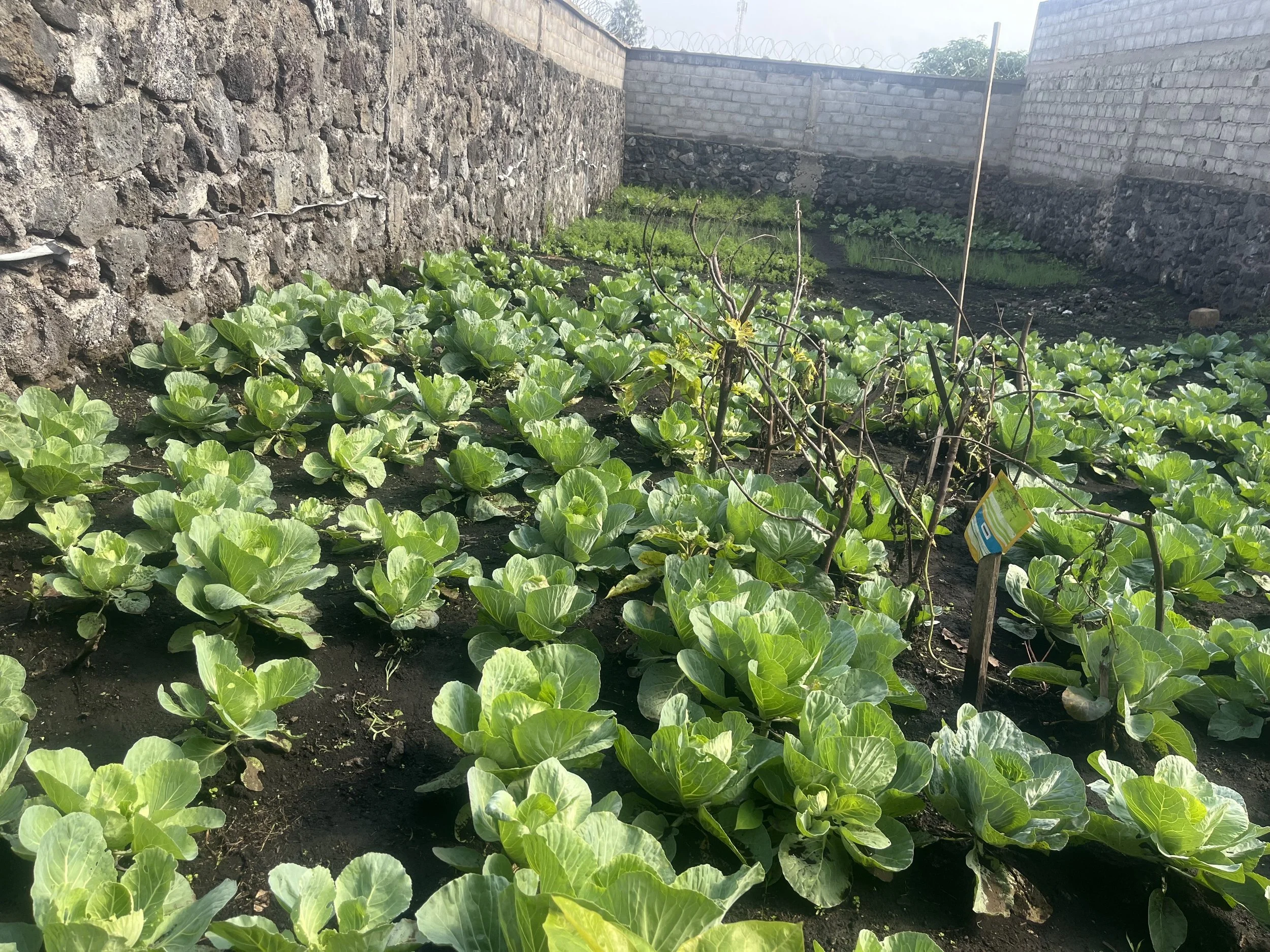 A garden with green leafy plants growing in soil, enclosed by stone and brick walls, with a small informational sign among the plants.