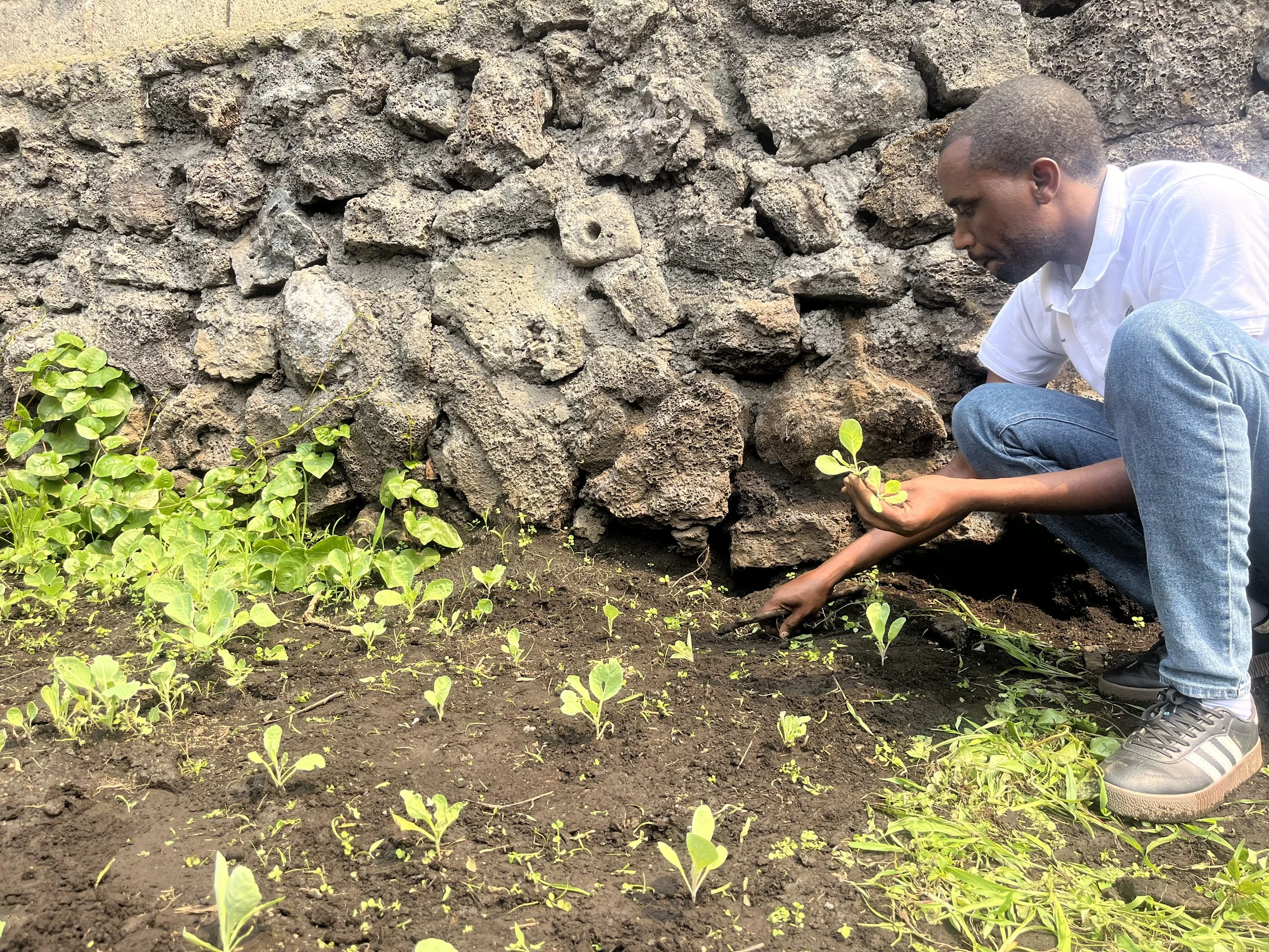 A man planting seedlings in a garden next to a stone wall.