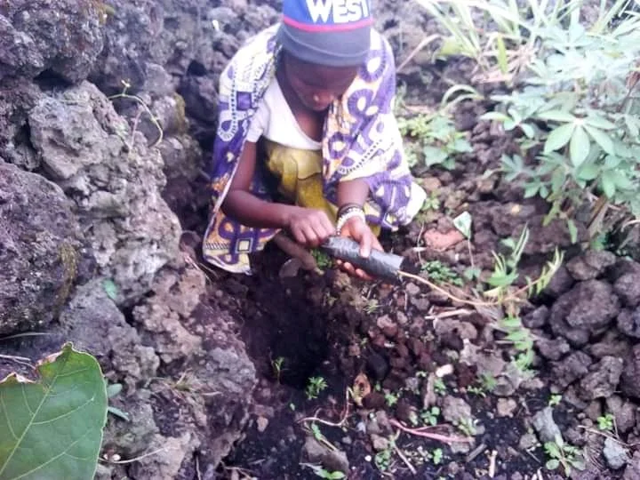 A young girl digging in dark, rocky soil with a small farm tool, surrounded by green plants.