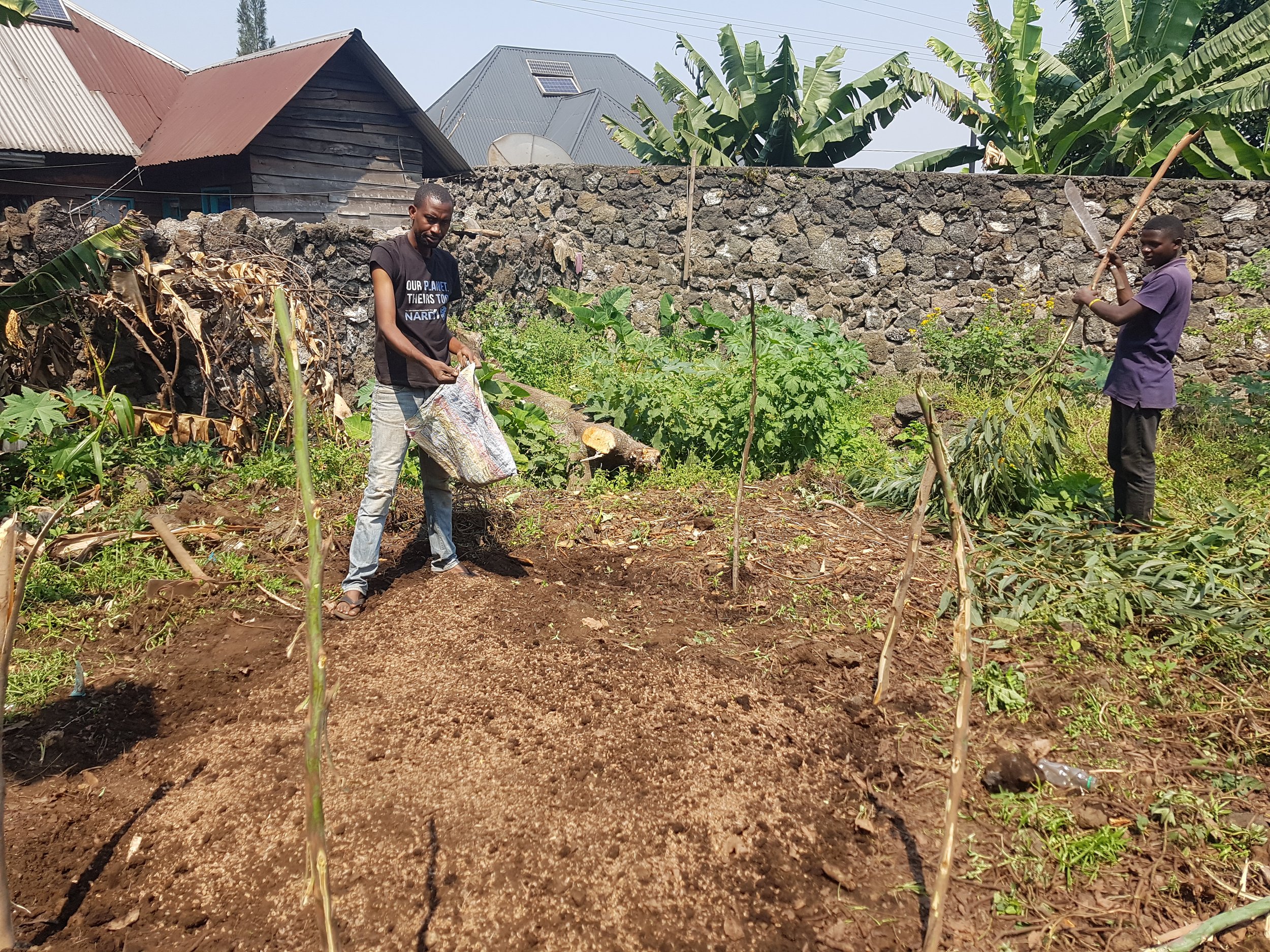Two men working in a small garden, planting or tending to young plants. One man is holding a plastic bag, and the other is using a hoe. There are banana trees, a stone wall, and some houses in the background.