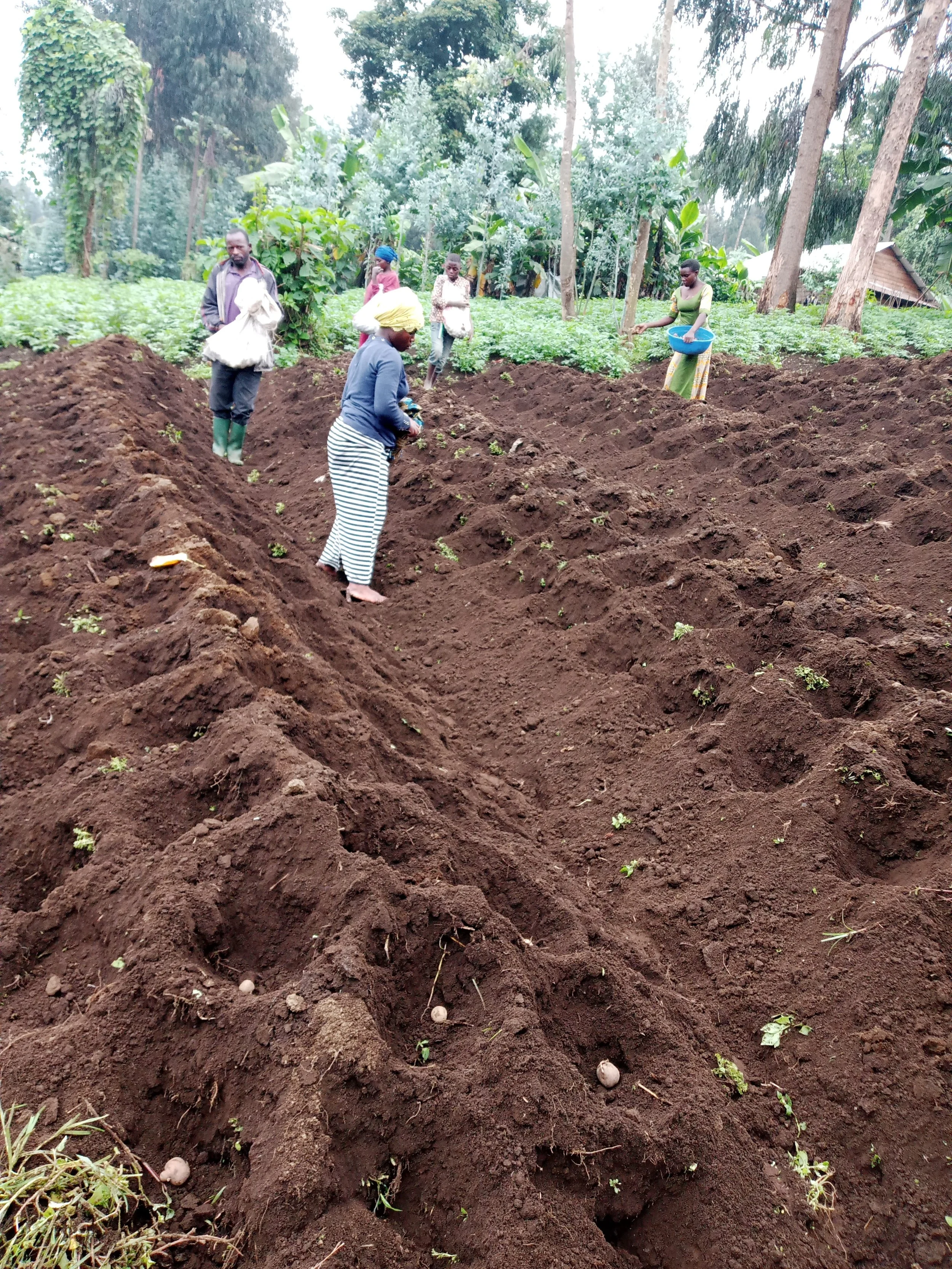 People planting and tending to a vegetable garden in a rural outdoor setting with trees and greenery in the background.