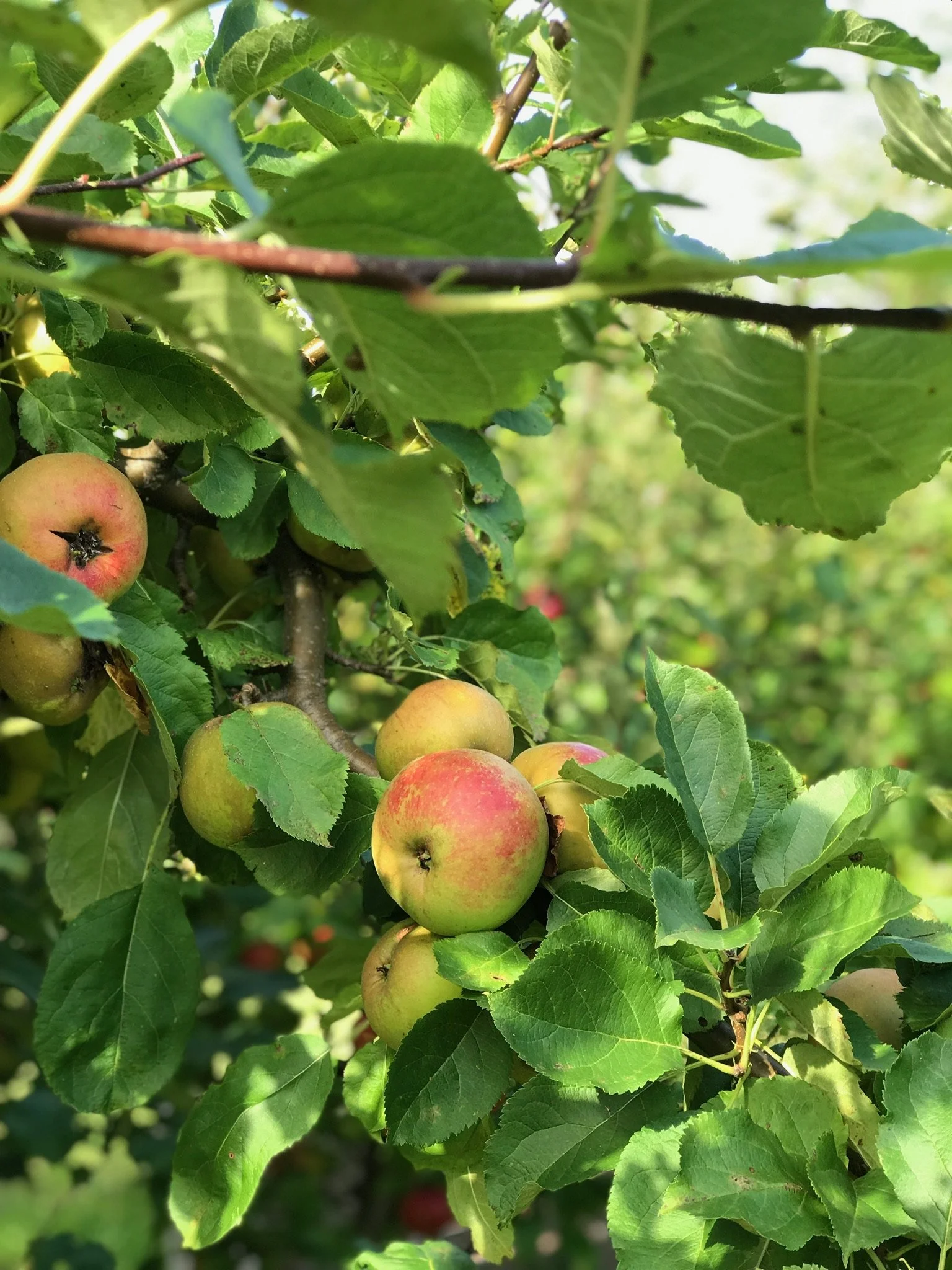 Äpplen växer på ett äppelträd bland gröna blad.