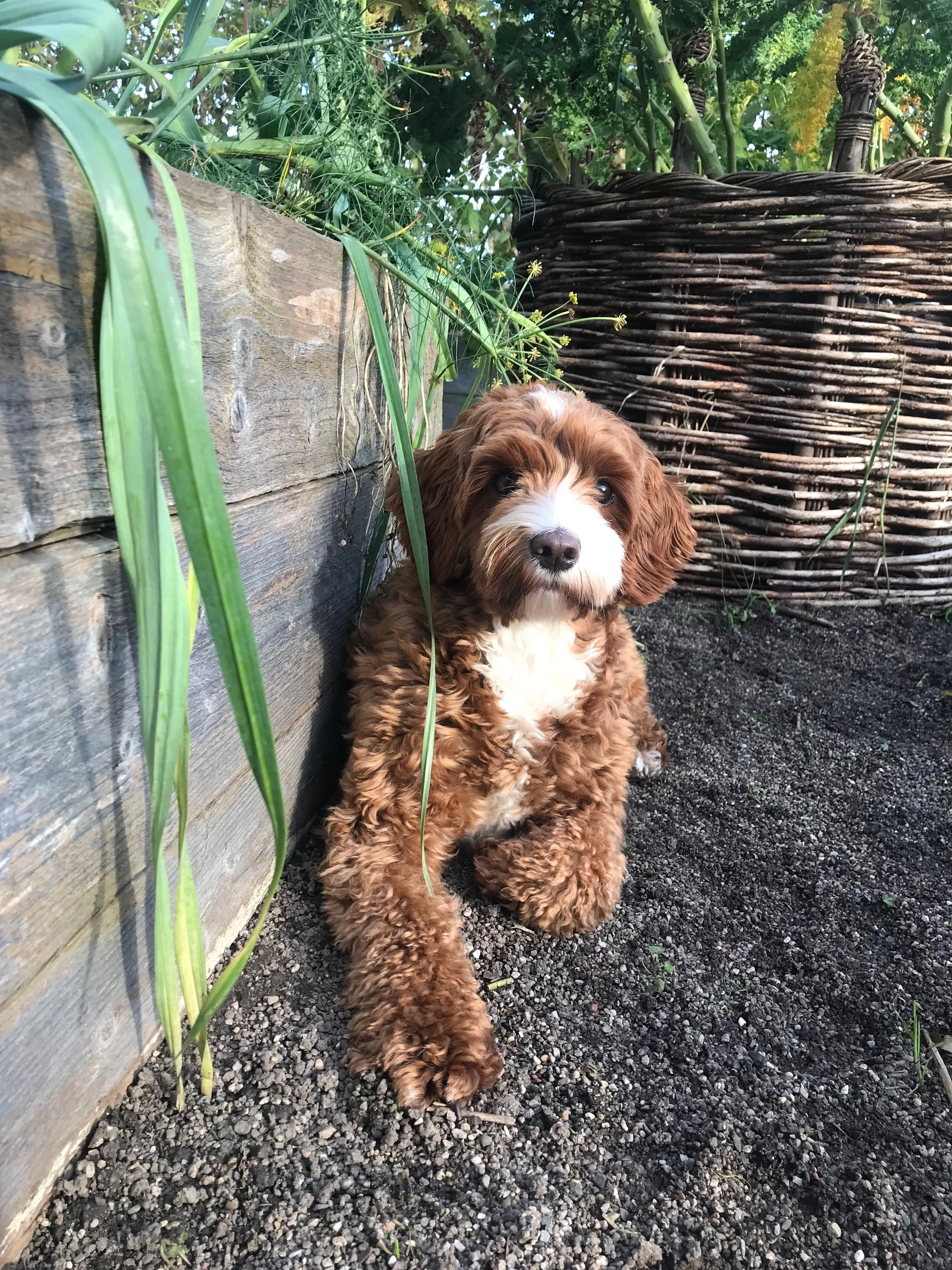 En söt, lurvig hundvalp med brunt och vitt päls som ligger på svart Jord bredvid en trävägg, omgiven av gröna växter och ett rullande vassgärde i bakgrunden.