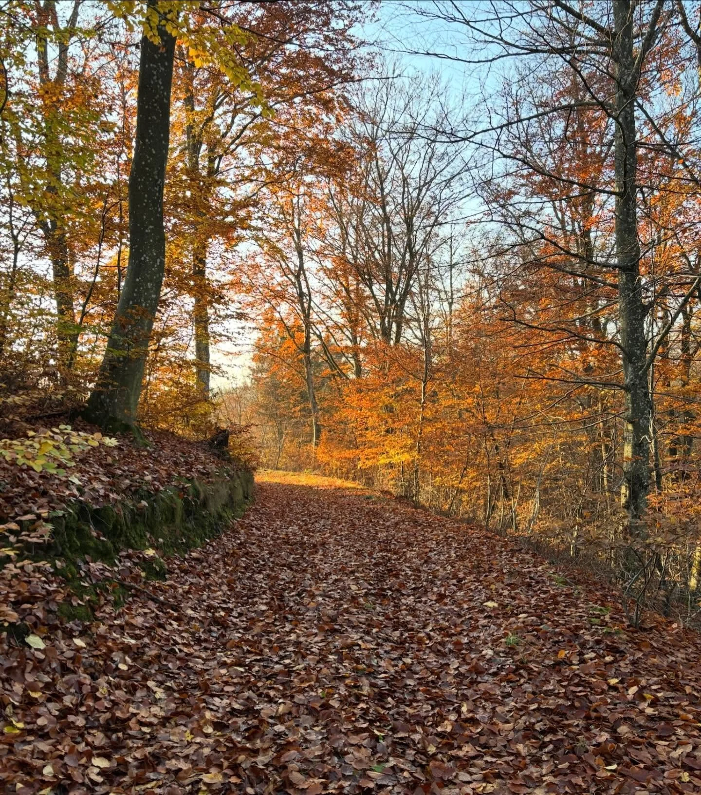 Det &auml;r en ynnest att f&aring;tt &auml;nnu ett &aring;r p&aring; Forse. Ett paradis p&aring; jorden tycker vi. Det vill vi g&auml;rna dela med oss av, s&aring; i maj &ouml;ppnar vi upp med g&aring;rdsf&ouml;rs&auml;ljning. H&auml;r kommer lite bi