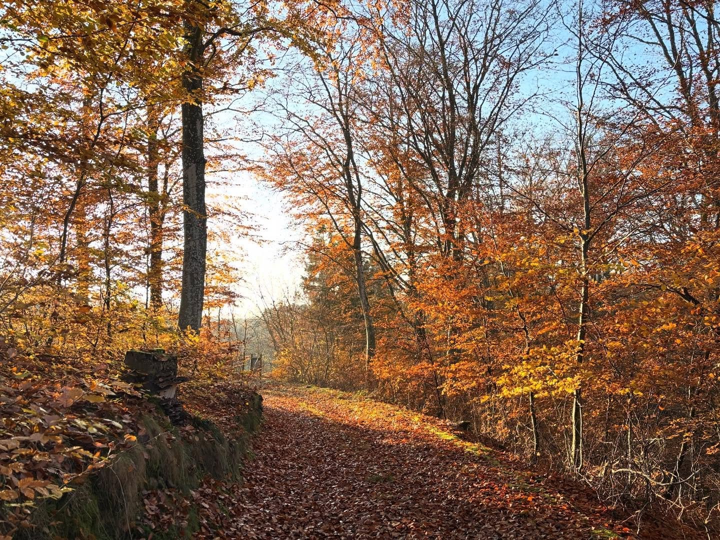 Sista l&ouml;ven p&aring; tr&auml;den faller p&aring; Forse. Vi tappar om cider och hoppas nu p&aring; att fermenteringen g&aring;r bra. F&ouml;rst fram&aring;t v&aring;ren &auml;r det f&auml;rdigj&auml;st.