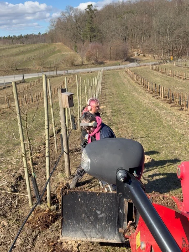 Nu &auml;r det full fart i odlingen! Besk&auml;rning och g&ouml;dsling. Vi l&auml;gger ut stallg&ouml;dsel till v&aring;ra &auml;ppeltr&auml;d. Det berikar mikrolivet i jorden samtidigt som det ger n&auml;ring till tr&auml;den. Tyv&auml;rr har vi ing