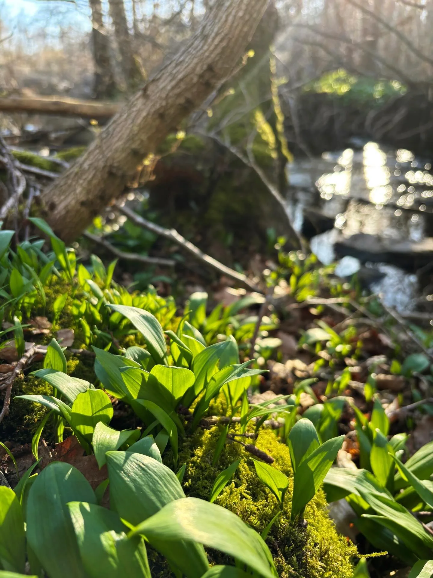 V&aring;rens gr&ouml;nska b&ouml;rjar titta fram p&aring; Forse🌱
Runt &aring;n v&auml;xer ramsl&ouml;ken i &ouml;verfl&ouml;d och de f&ouml;rsta vitsipporna har b&ouml;rjat blomma - om bara n&aring;gra veckor kommer hela skogen vara fylld!

Och snar