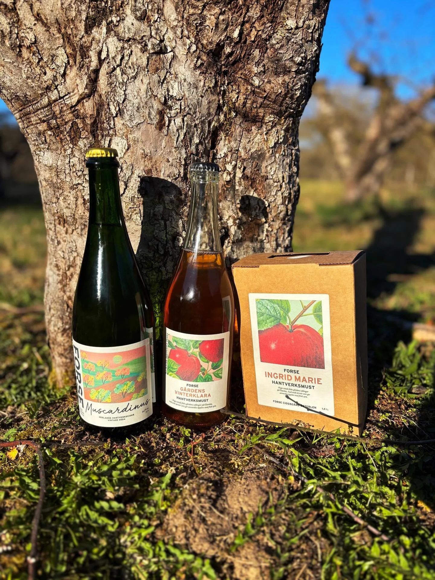 I heglen avgjordes b&aring;de Must- och Cider-SM 2026🏆
F&ouml;r f&ouml;rsta g&aring;ngen sedan 2018 var eventet publikt och anordnades p&aring; Linneanum i Uppsala! Vilken enormt kul och lyckad dag det blev, med f&ouml;rel&auml;sningar, cider och os