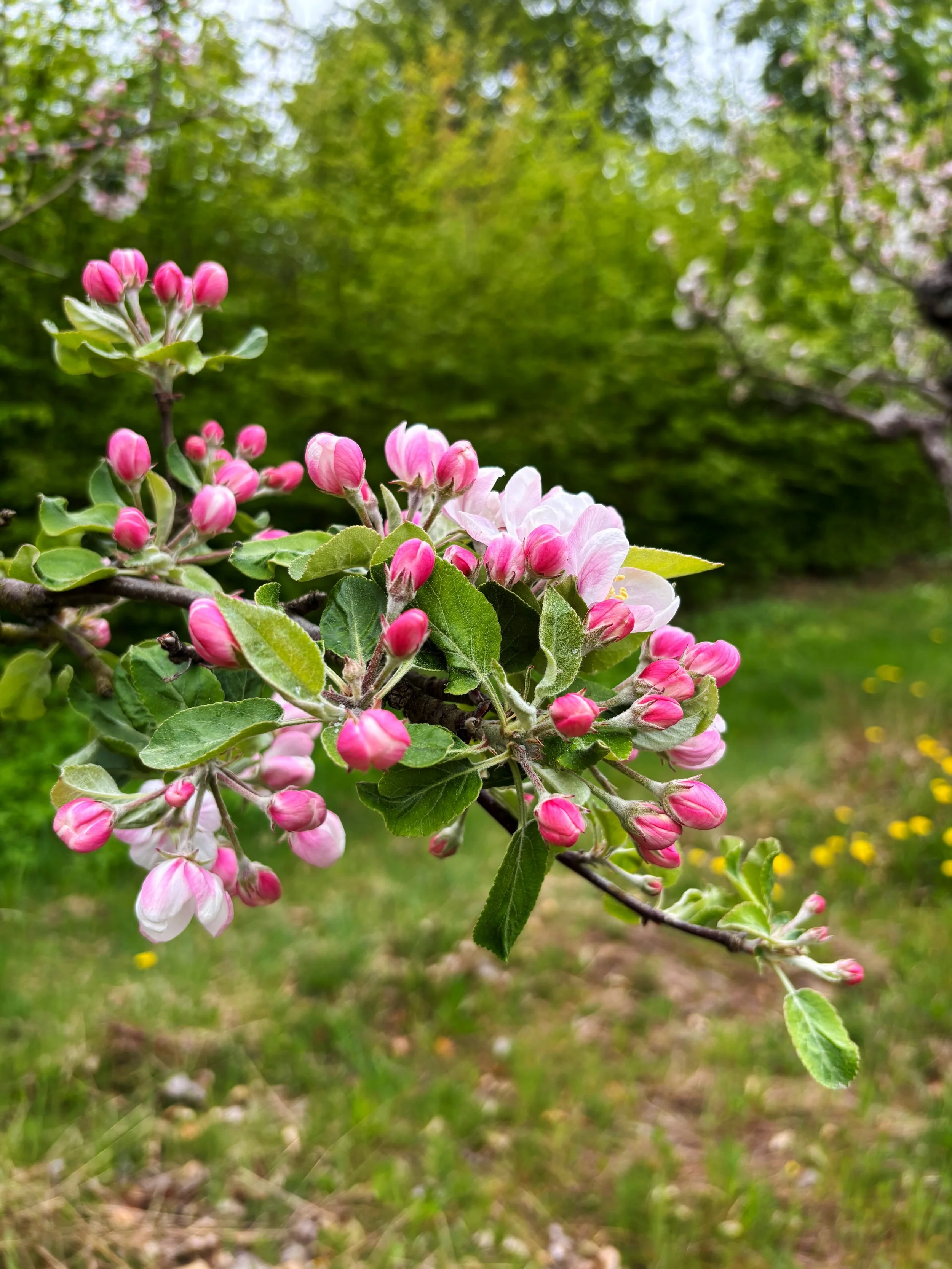 Tack till alla som kom f&ouml;rbi i helgen! Vilken superlyckad &ouml;ppning!
Nu laddar vi om f&ouml;r att ha &ouml;ppet kommande helger och njuter av allt &auml;ppelblom i v&aring;ra odlingar🌸 
P&aring; l&ouml;rdag blir det pollineringsmingel p&arin