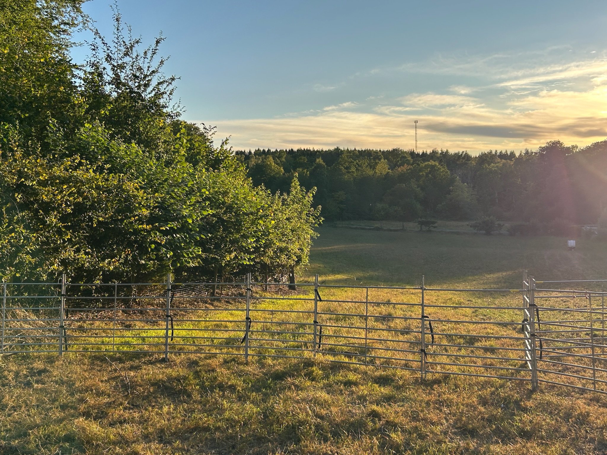 Svensk landskapsbild med gräs, träd, trästaket och solen som går ned i horisonten.