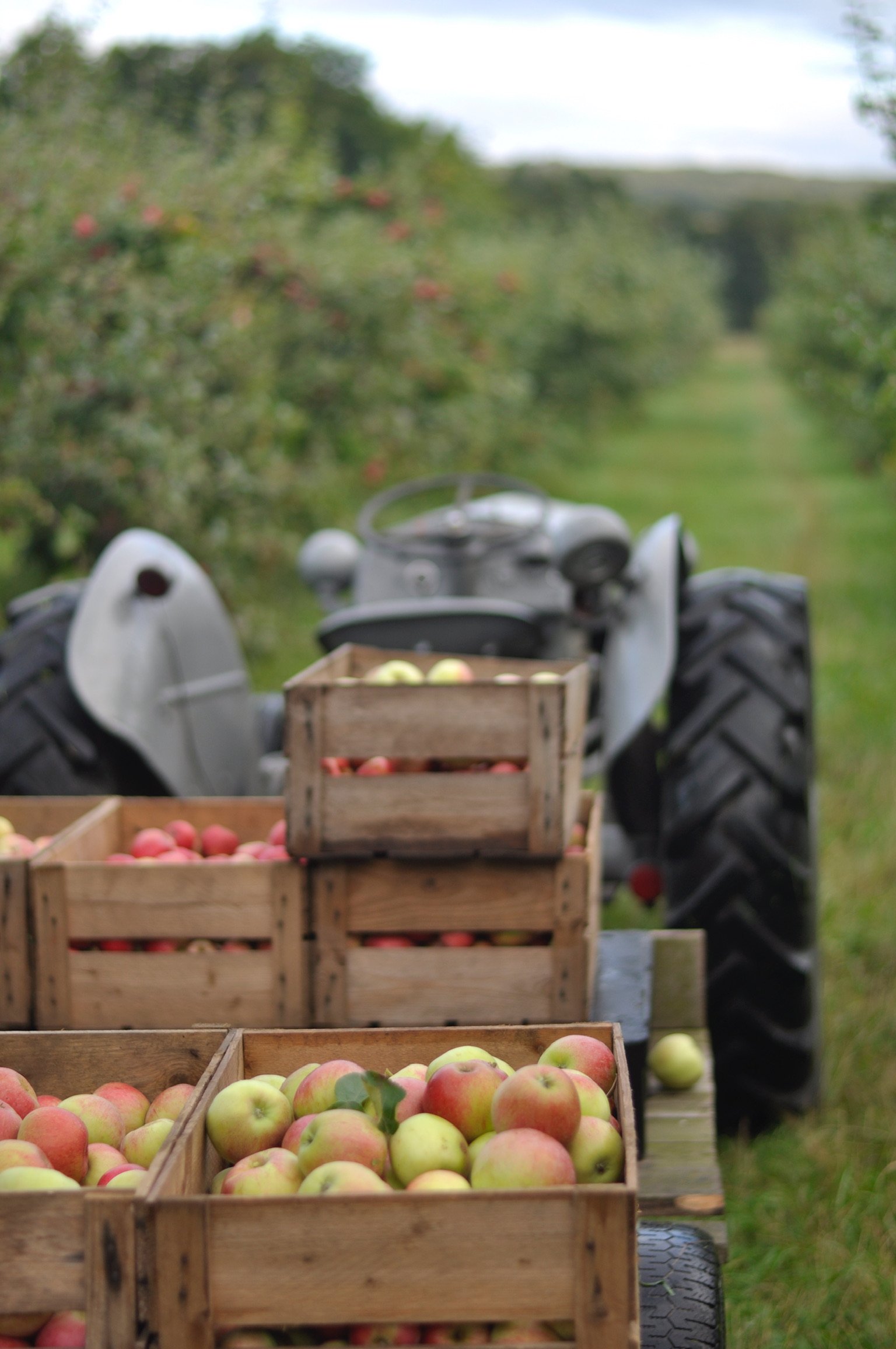 Äpplen i träbackar på en traktor i ett äppelträdgårdsfält.