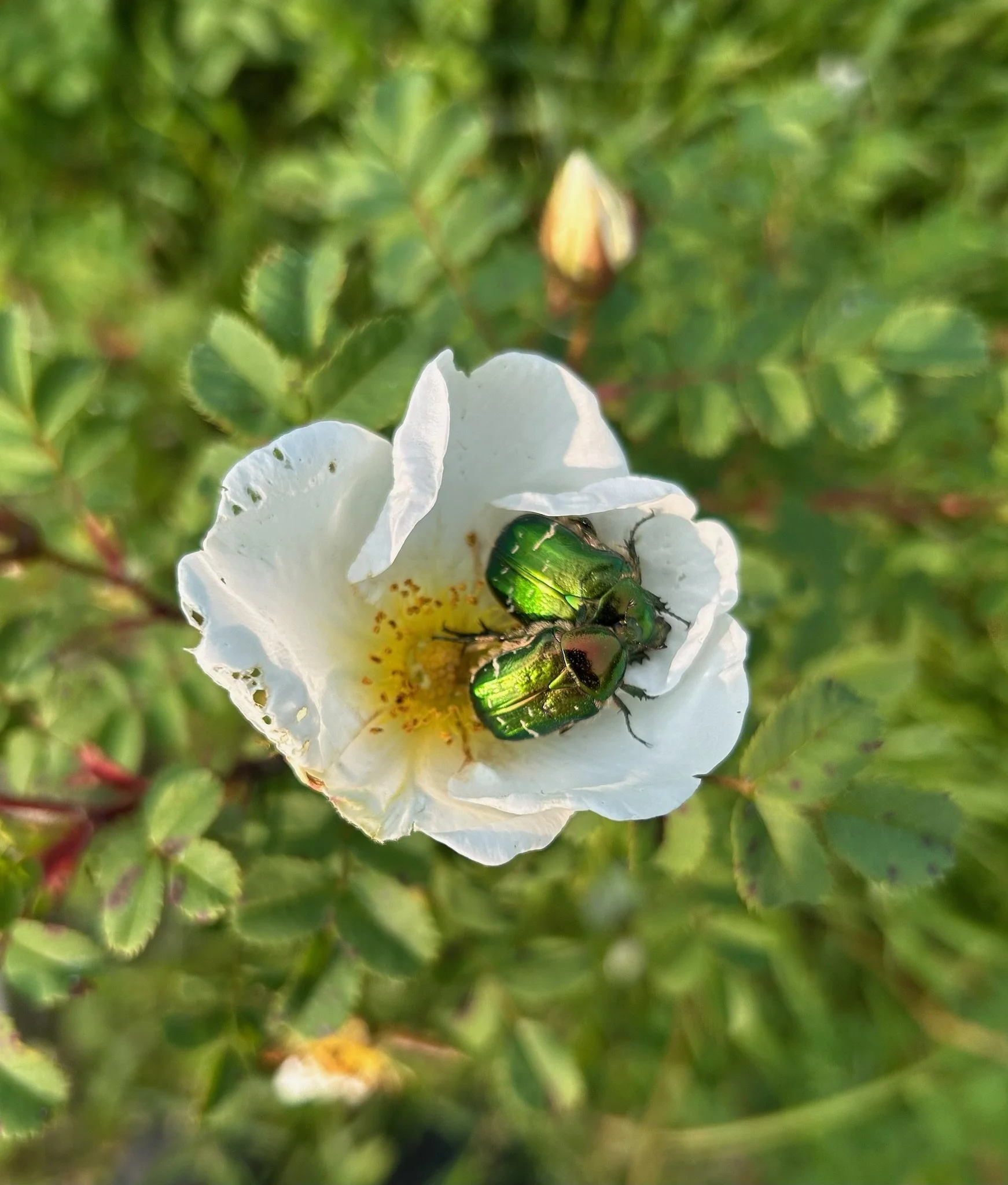 Två gröna skalbaggar på en vit blomma omgiven av grönt bladverk.