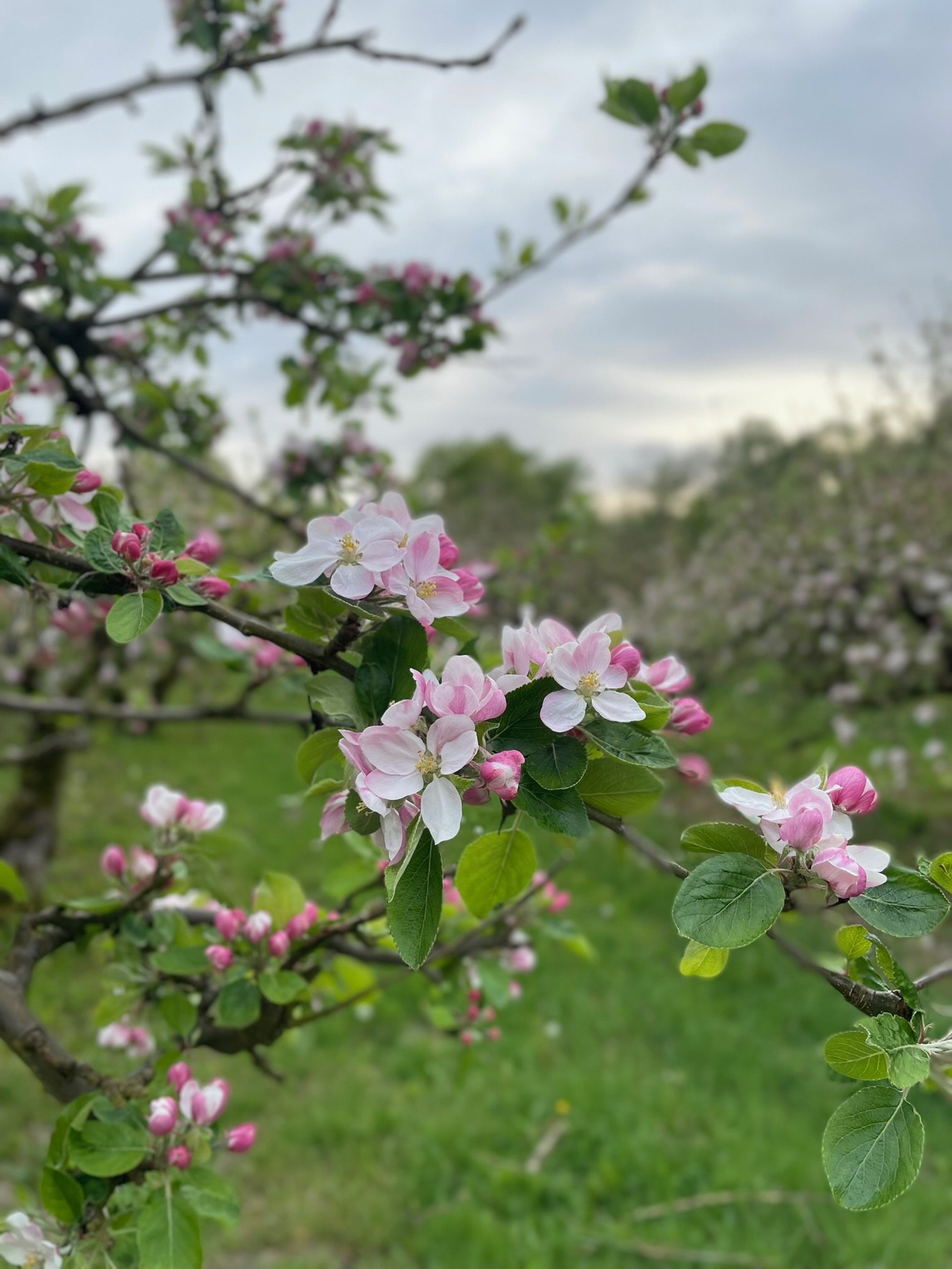 Blommiga äppelträd med rosa och vita blommor mot en grön och molnig bakgrund.