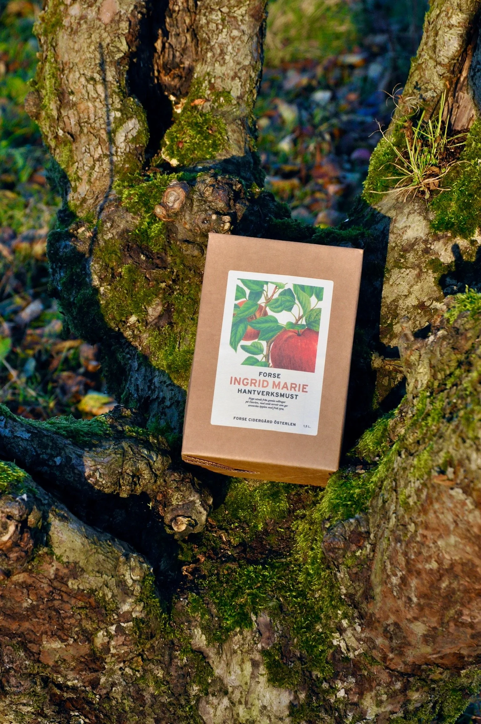 En kartonglåda med äppleillustration vilar mot en mossig trädstam i en skog, med löv och mossa runt omkring.