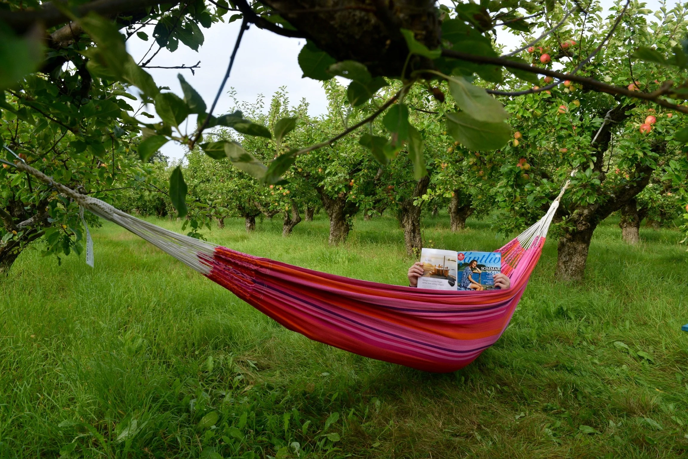 En person som läser en tidning i en färgglad hängmatta i ett äppelträdgård med grönt gräs.