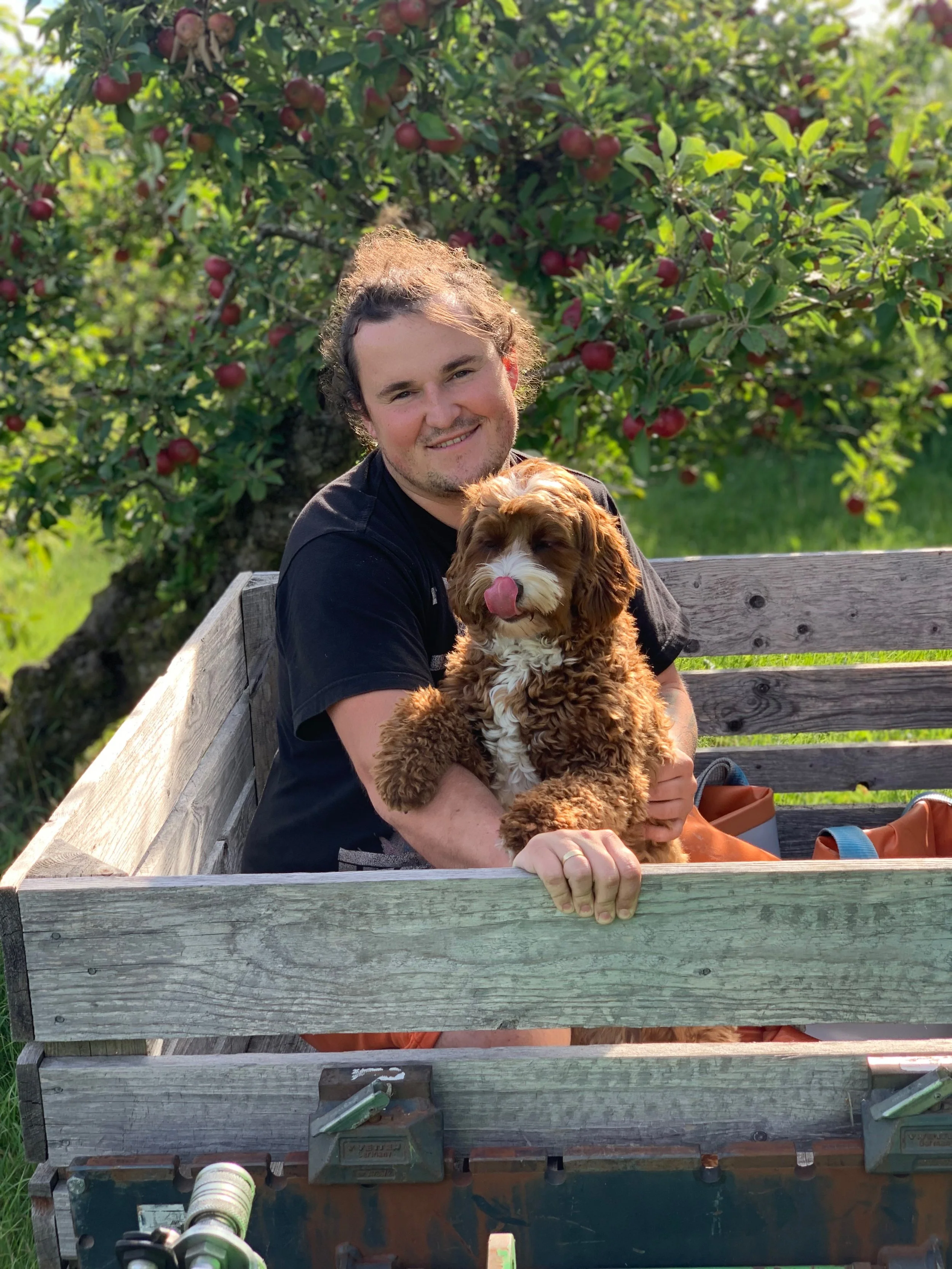En man och en hund på en parkbänk framför ett äppelträd med röda äpplen, solen skiner.